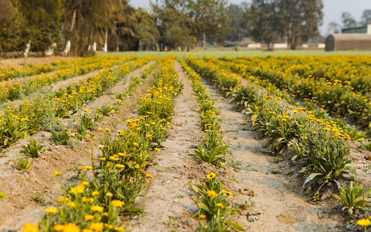 Ras Calendula