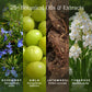 Root-ine™ Hair Elixir with Rosemary & Amla Extracts